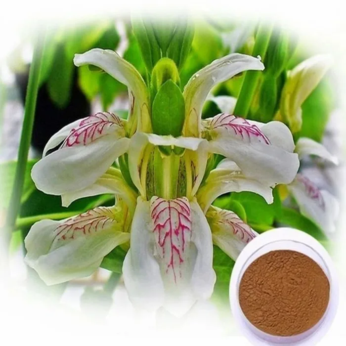 Adhatoda Zeylanica Vasaka Extract
