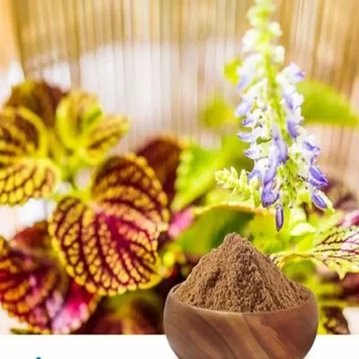 Coleus Extract 10%