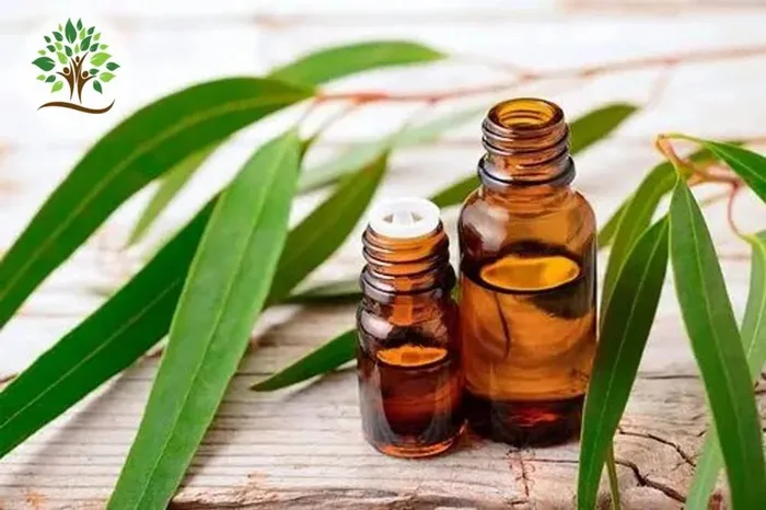 Eucalyptus Essential Oil