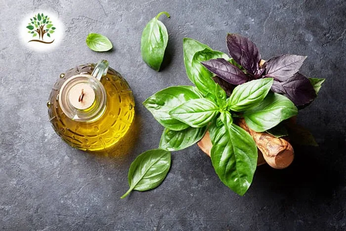 Basil Essential Oil